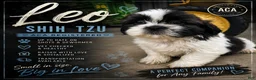 Shih Tzu dogs for sale: Leo - Ad 1