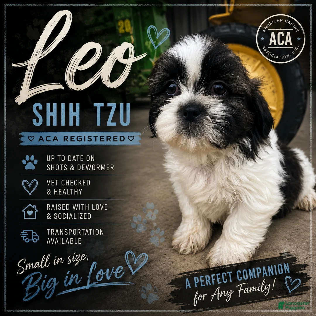 Shih Tzu dogs for sale: Leo - Ad 1
