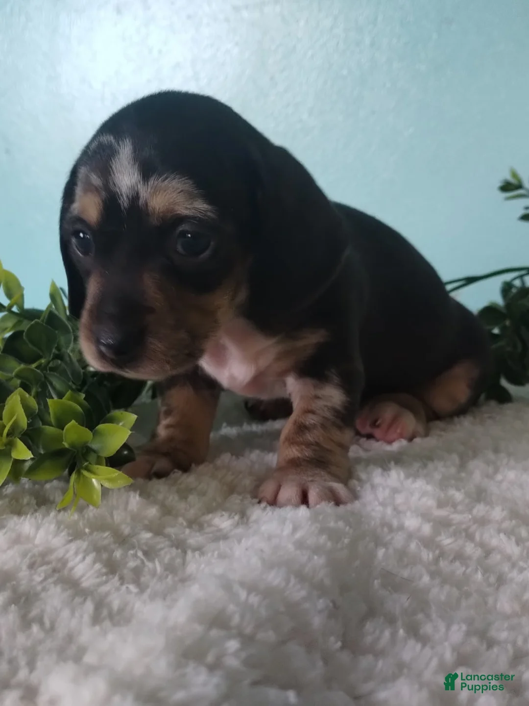 Miniature Dachshund dogs for sale: Flora - Ad 13