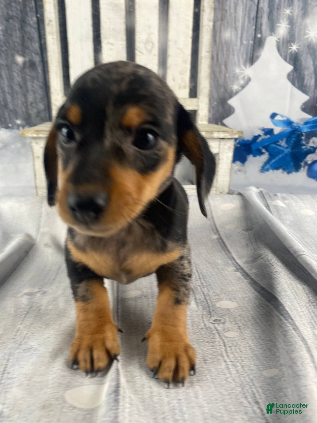 Miniature Dachshund dogs for sale: Rowdy - Ad 4