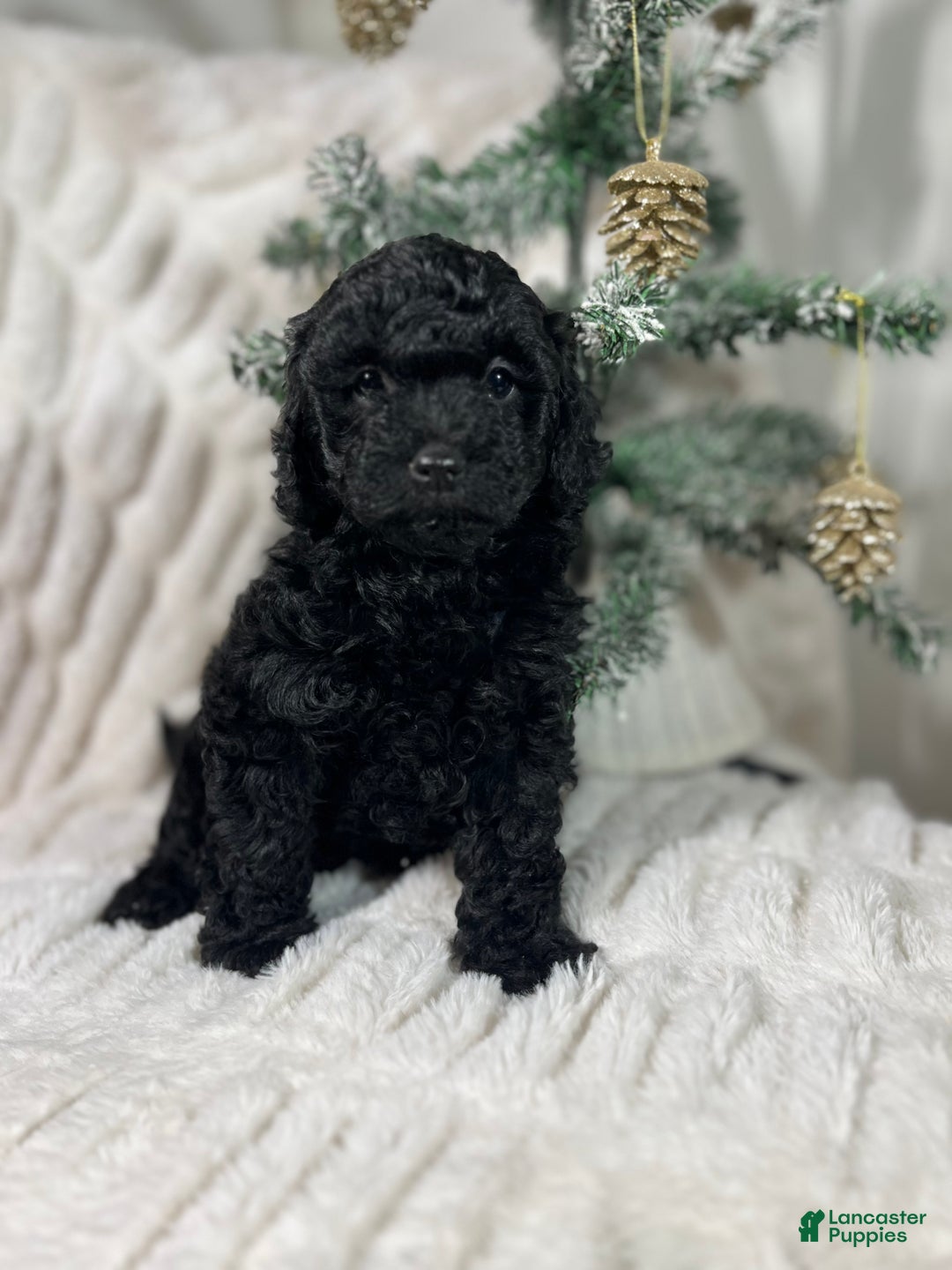 Yorkiepoo dogs for sale: Coco - Ad 5