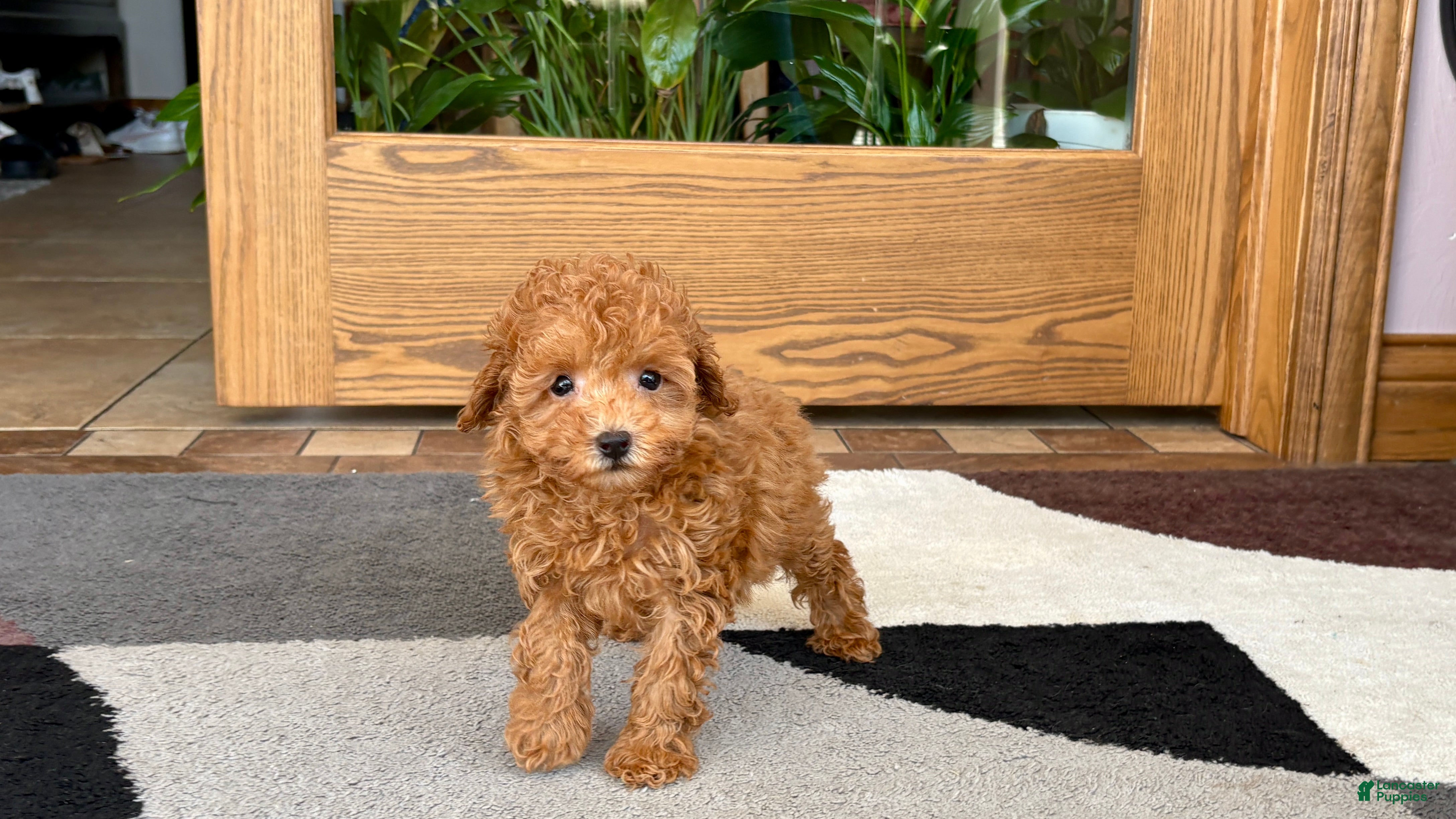 Maltipoo dogs for sale: Carrie - Ad 5