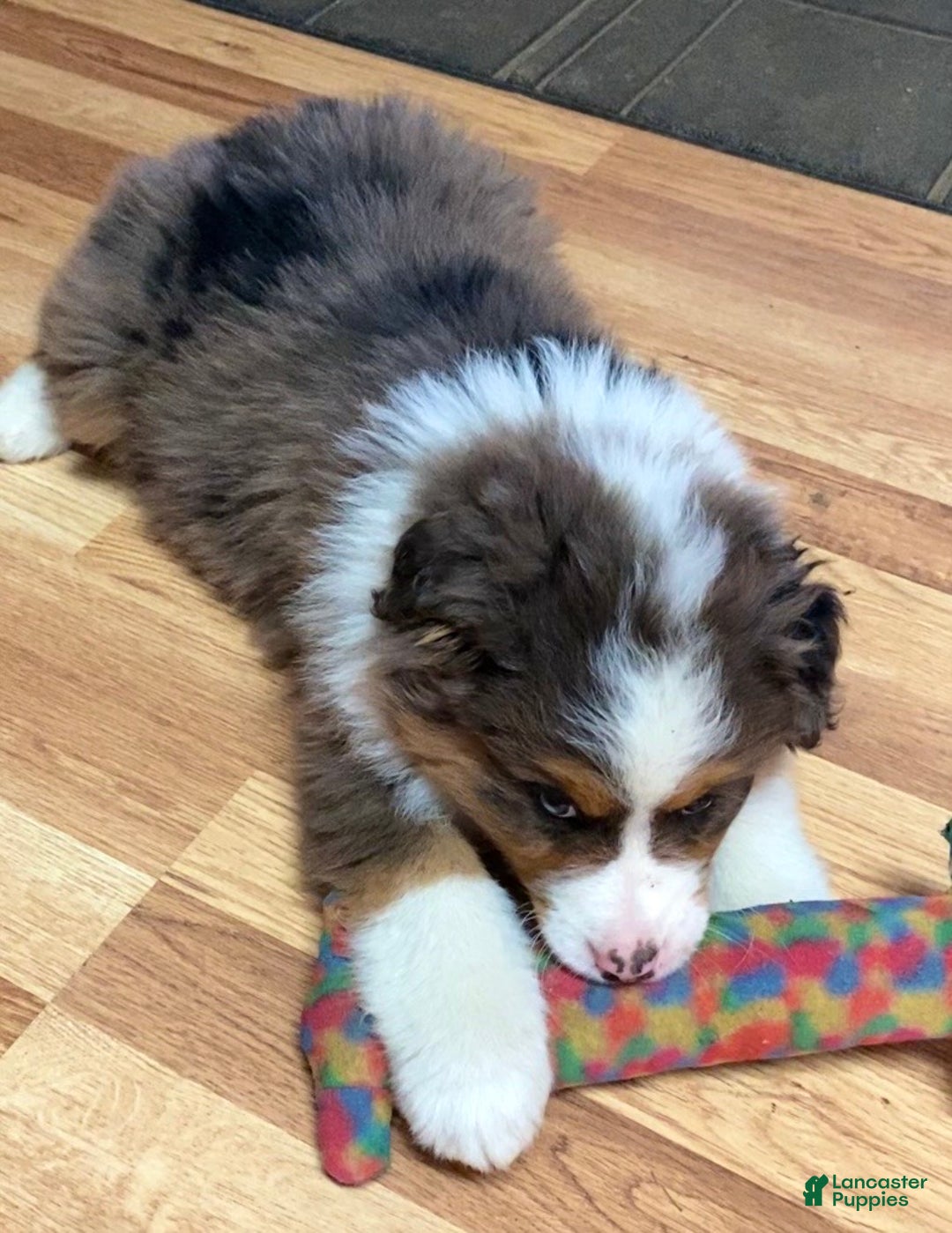 Australian Shepherd dogs for sale: Jackson - Ad 3