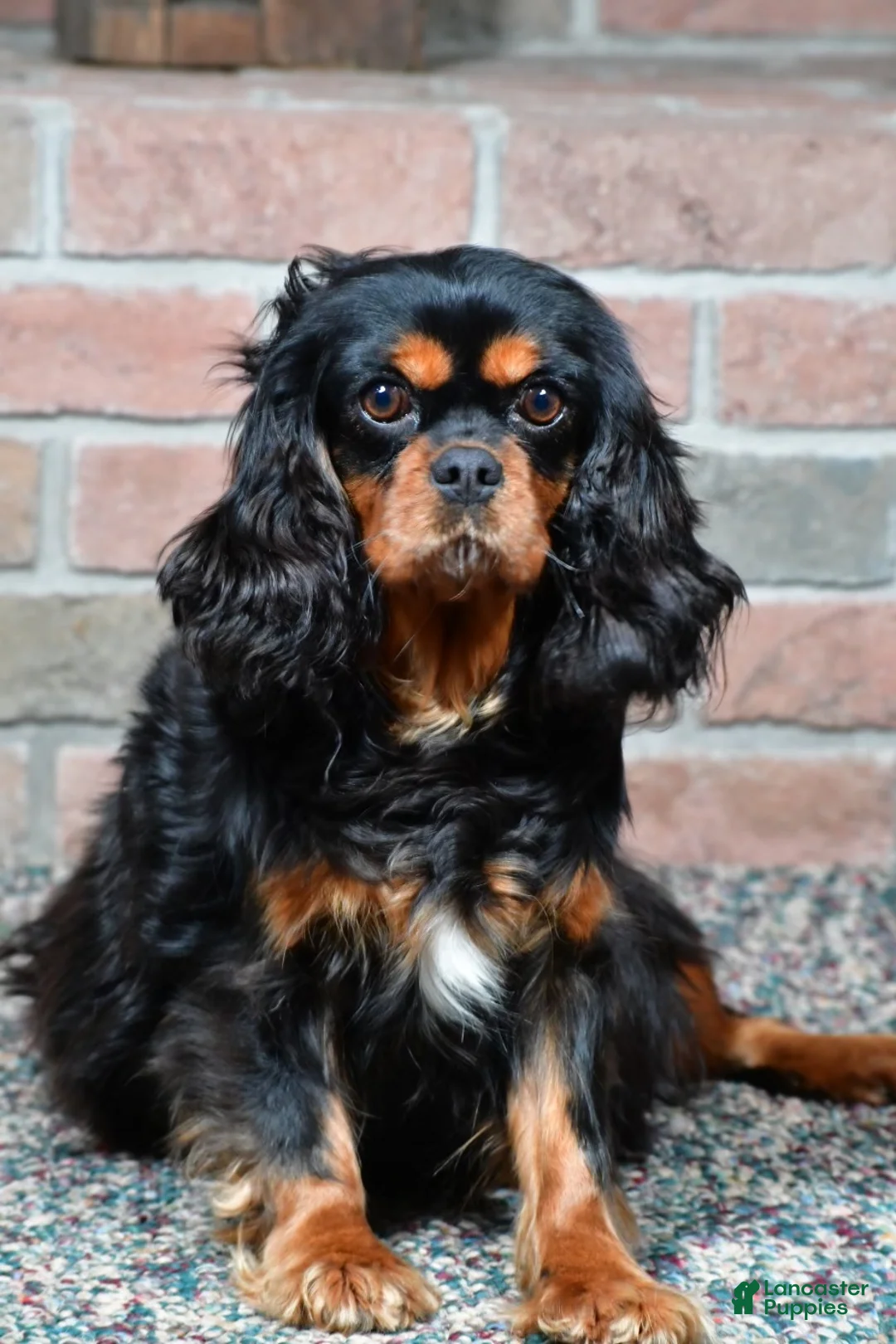 Cavapoo dogs for sale: Denver - Ad 6