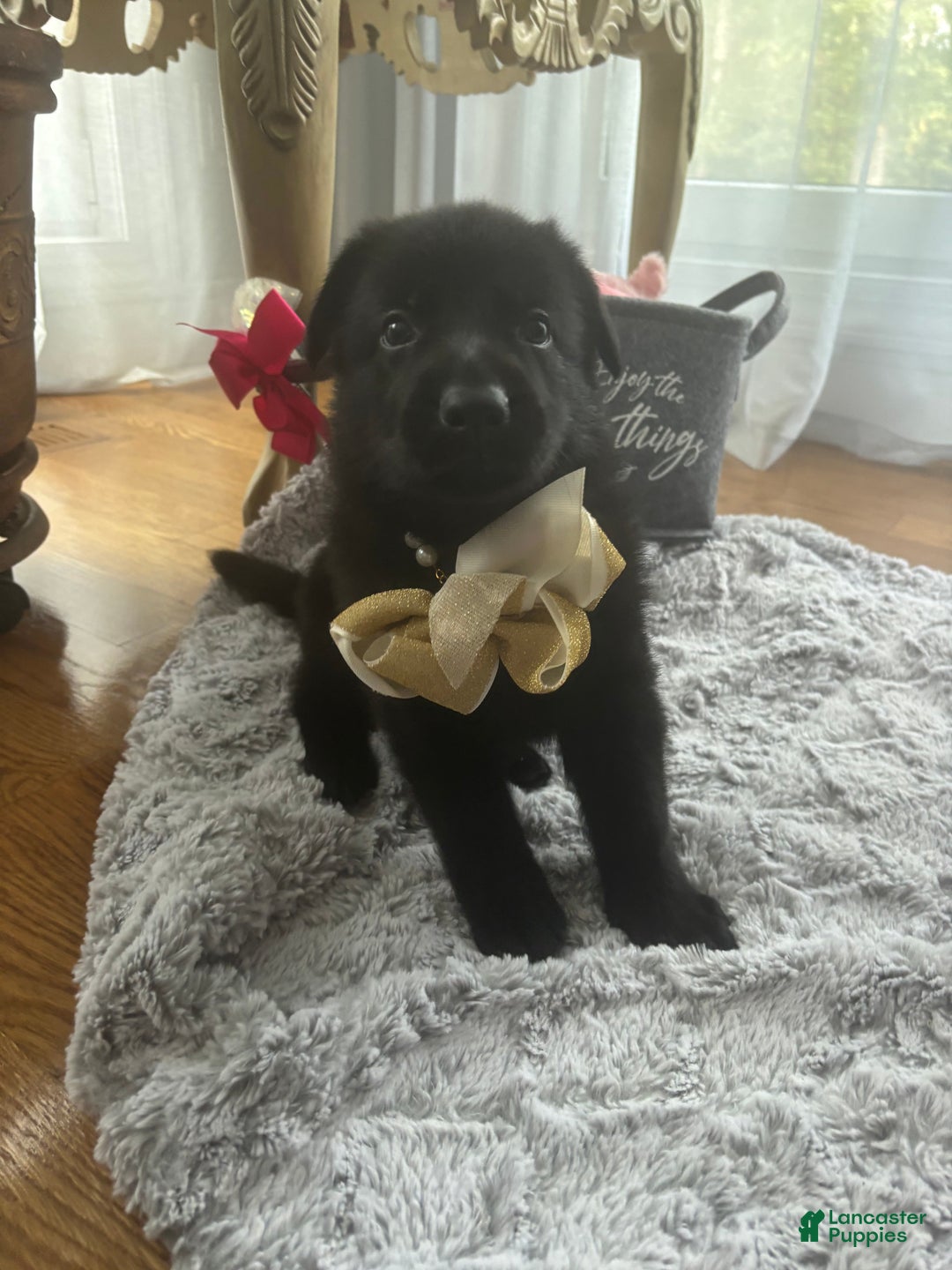 German Shepherd dogs for sale: Gold - Ad 2