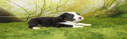 Miniature Australian Shepherd dogs for sale: Liberty - Ad 10