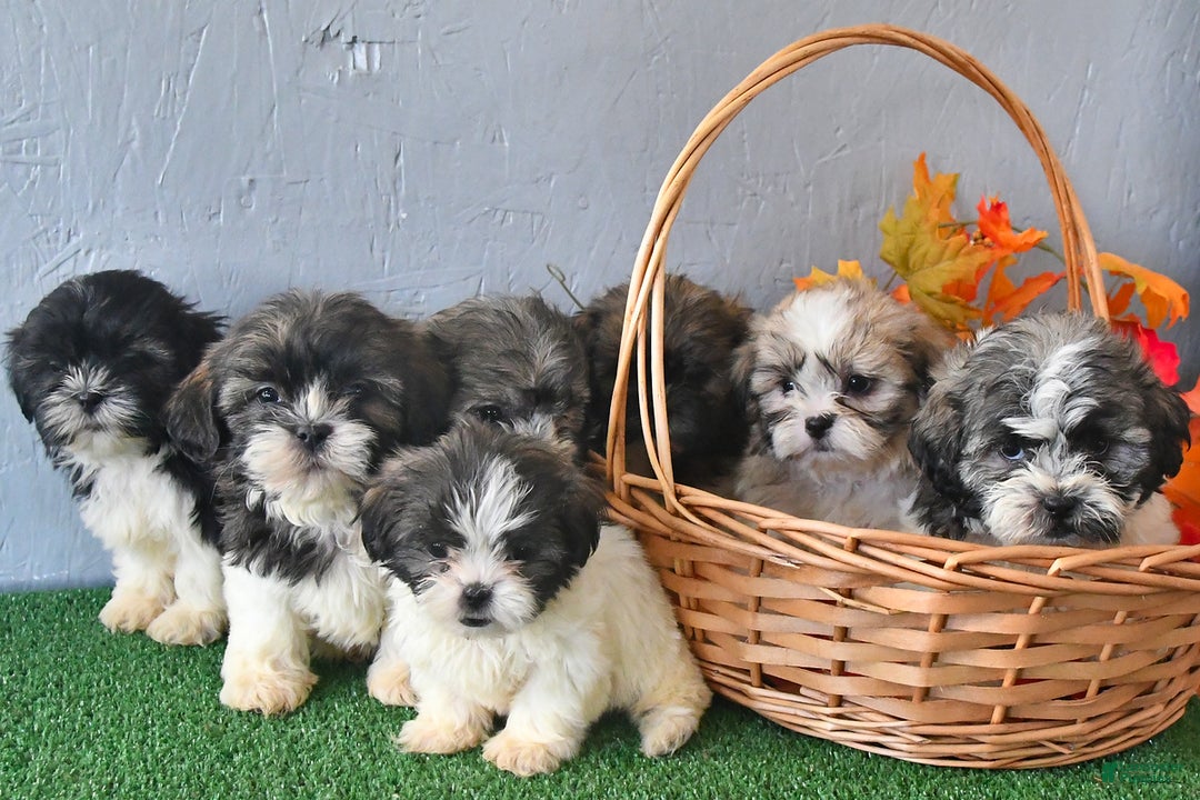 Teddy Bear dogs for sale: Tresa - Ad 3
