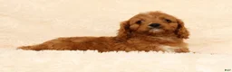 Cavapoo dogs for sale: Ruby - Ad 3