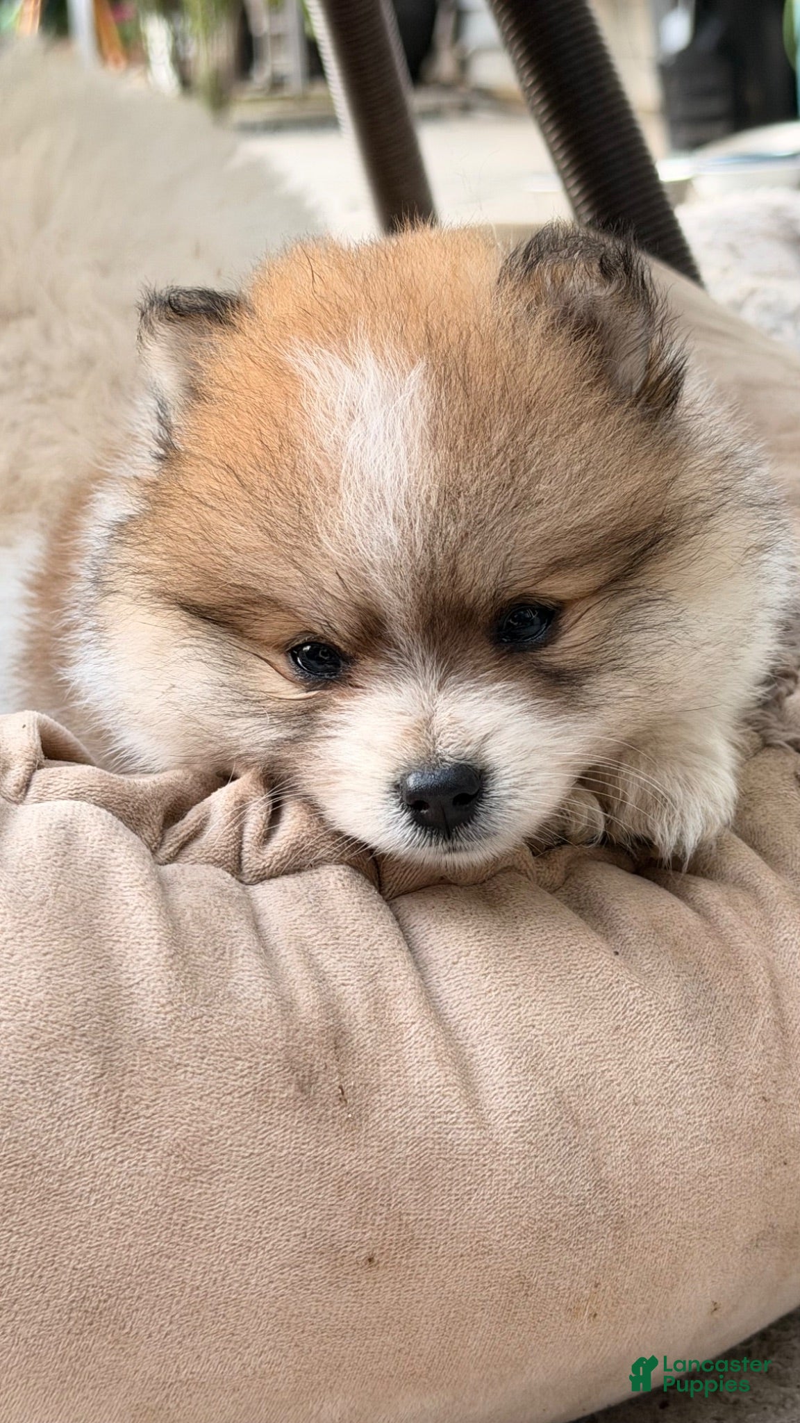Pomeranian dogs Pomeranian 1 - Ad 1