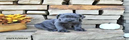 Cane Corso dogs for sale: Zeus - Ad 3