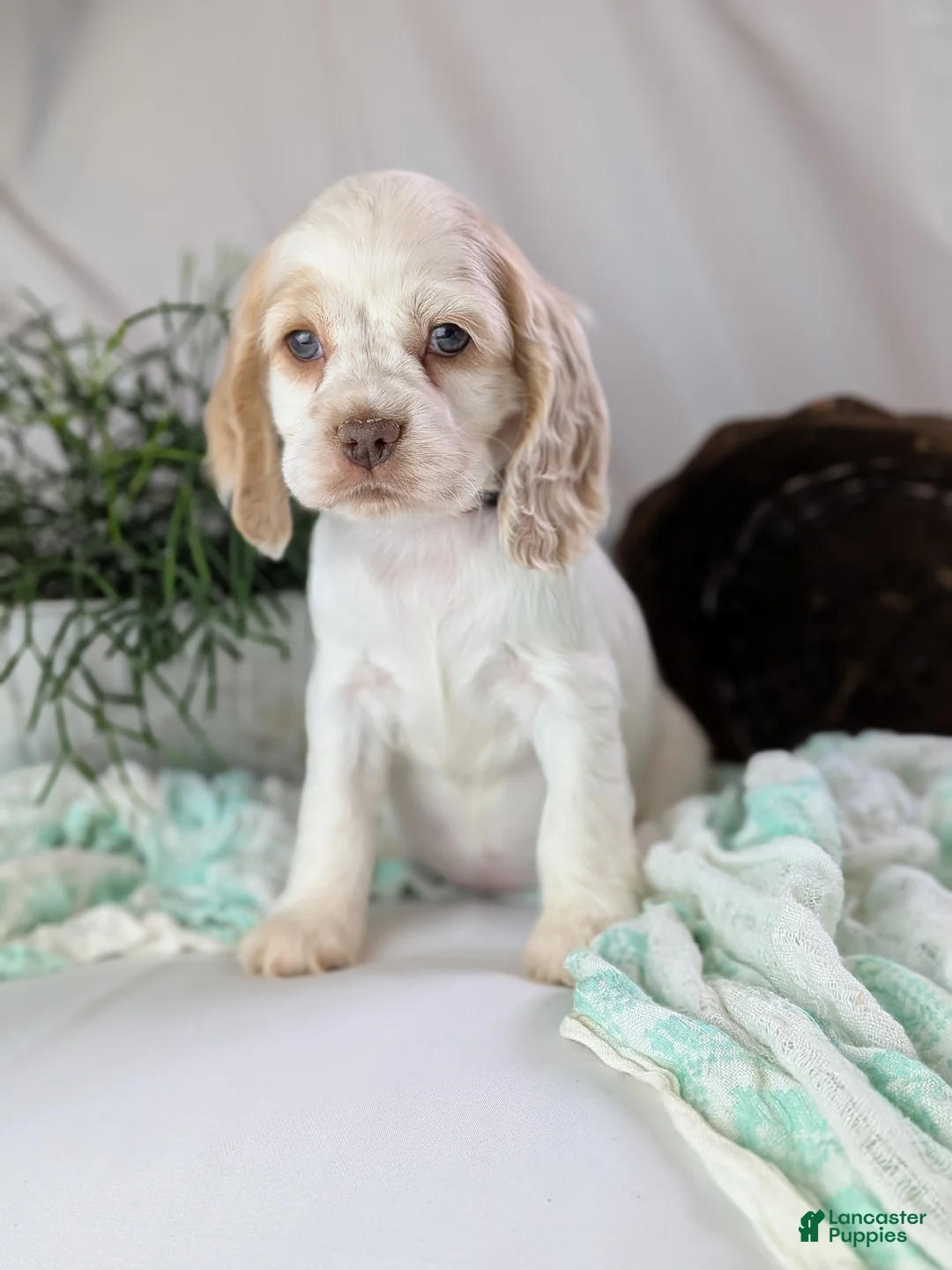 Cocker Spaniel dogs for sale: Zoey - Ad 9