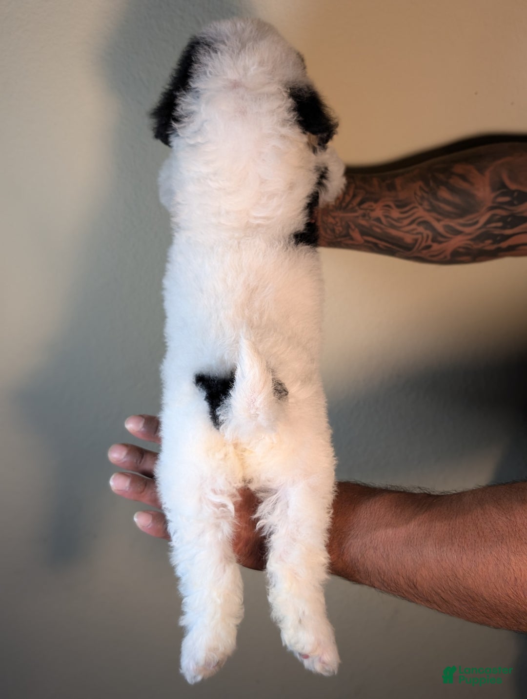 Mixed Breed dogs for sale: MAKI - Ad 10