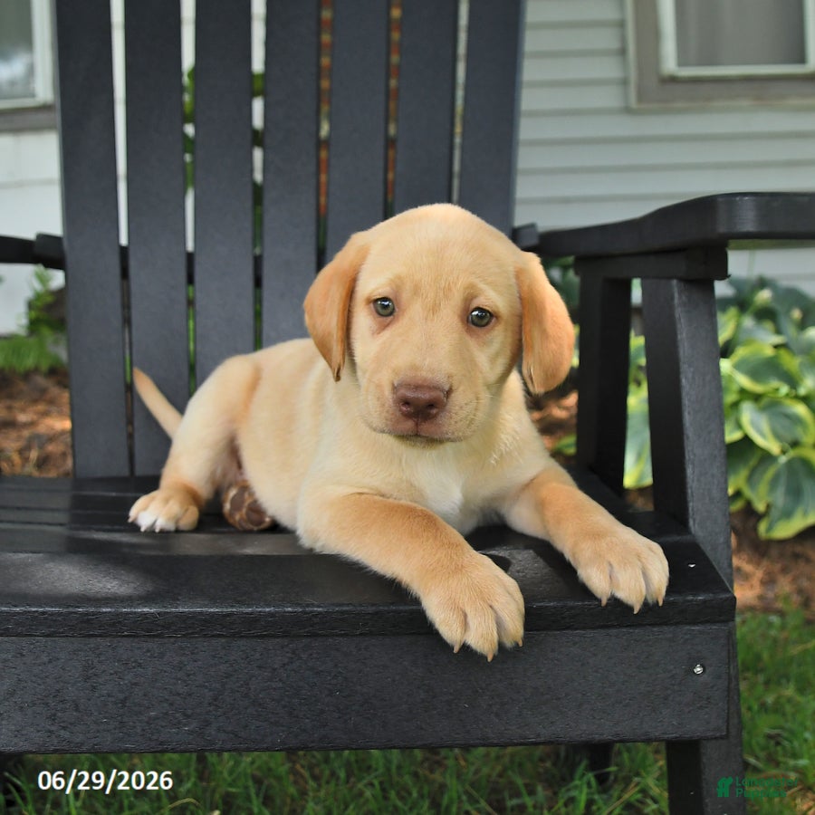 Labrador Retriever dogs Scooter - Ad 2