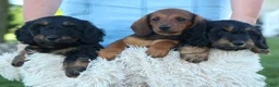 Miniature Dachshund dogs for sale: Hunter 💙🐾 - Ad 18