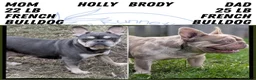 French Bulldog dogs for sale: Lando - Ad 11