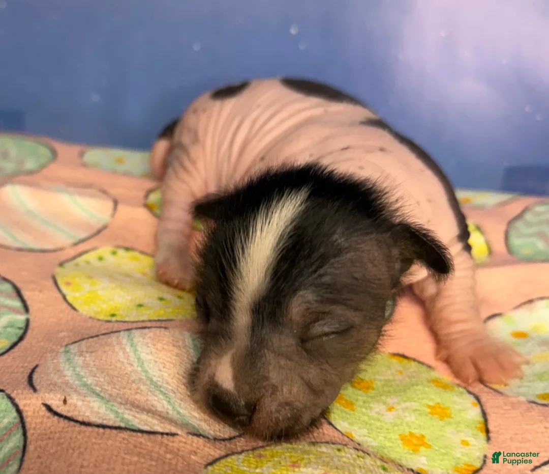 Mixed Breed dogs for sale: Mixed Breed Puppy 3 - Ad 2