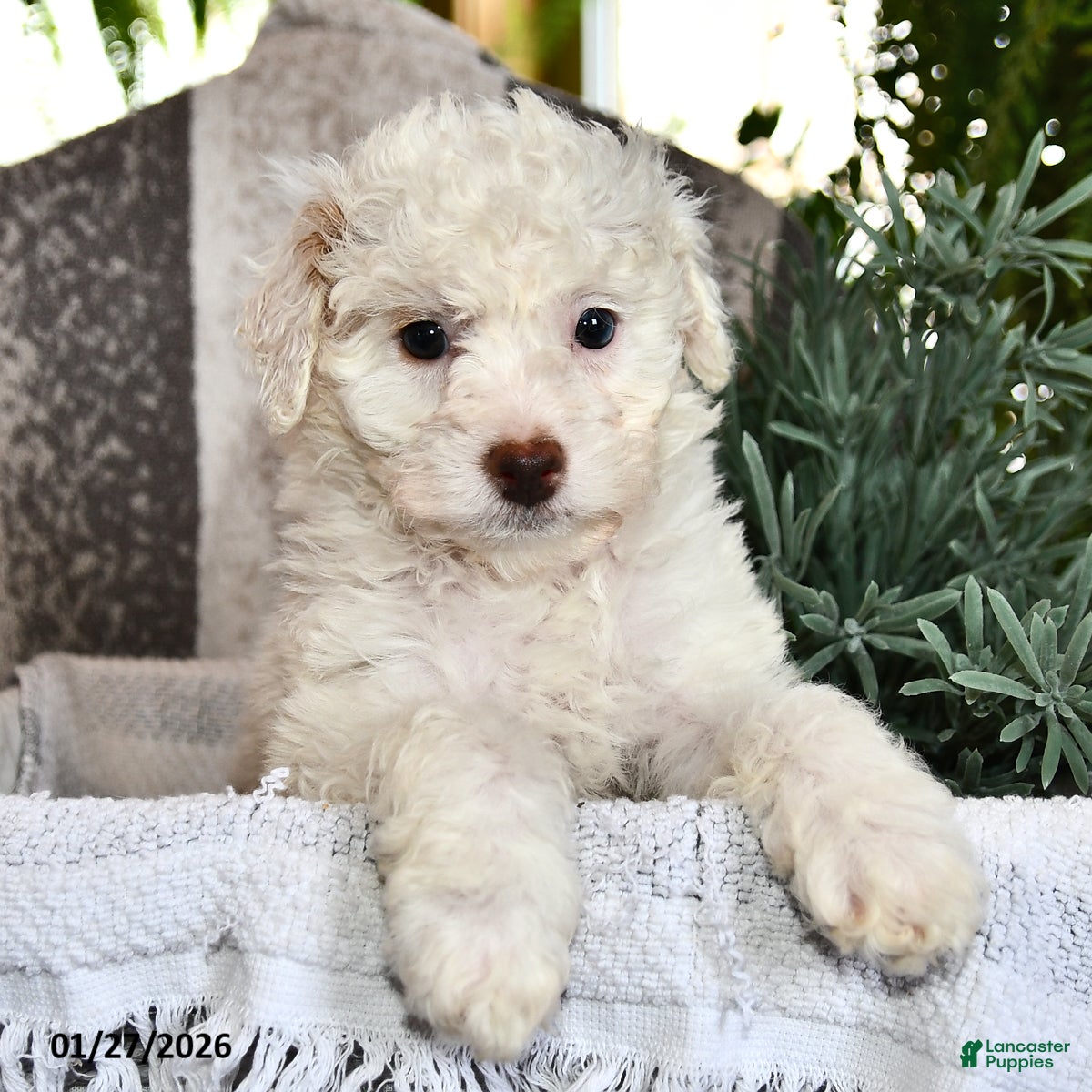 Bichpoo dogs Bailey - Ad 2