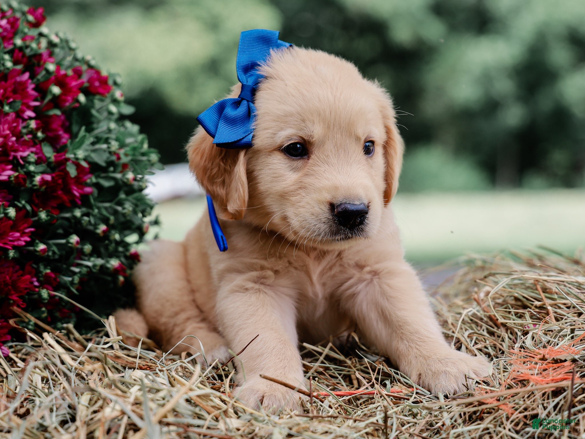 Golden Retriever dogs Adair AKC Golden Retriever Pup - Ad 2