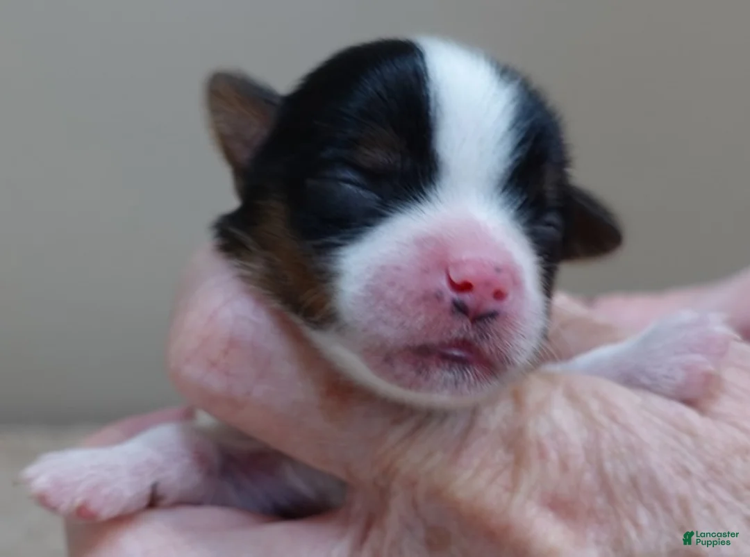 Yorkshire Terrier dogs for sale: Winter - Ad 4