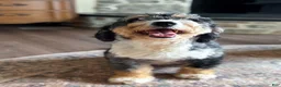Mini Bernedoodle dogs for sale: Walter  - Ad 6