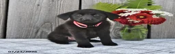 Mixed Breed dogs for sale: Mindy - Ad 2