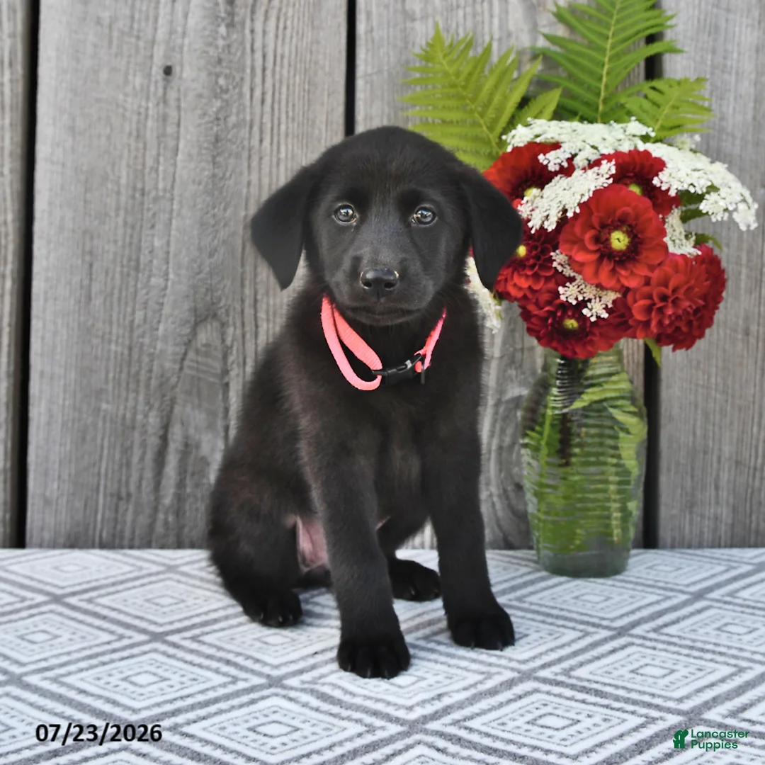 Mixed Breed dogs for sale: Mindy - Ad 2