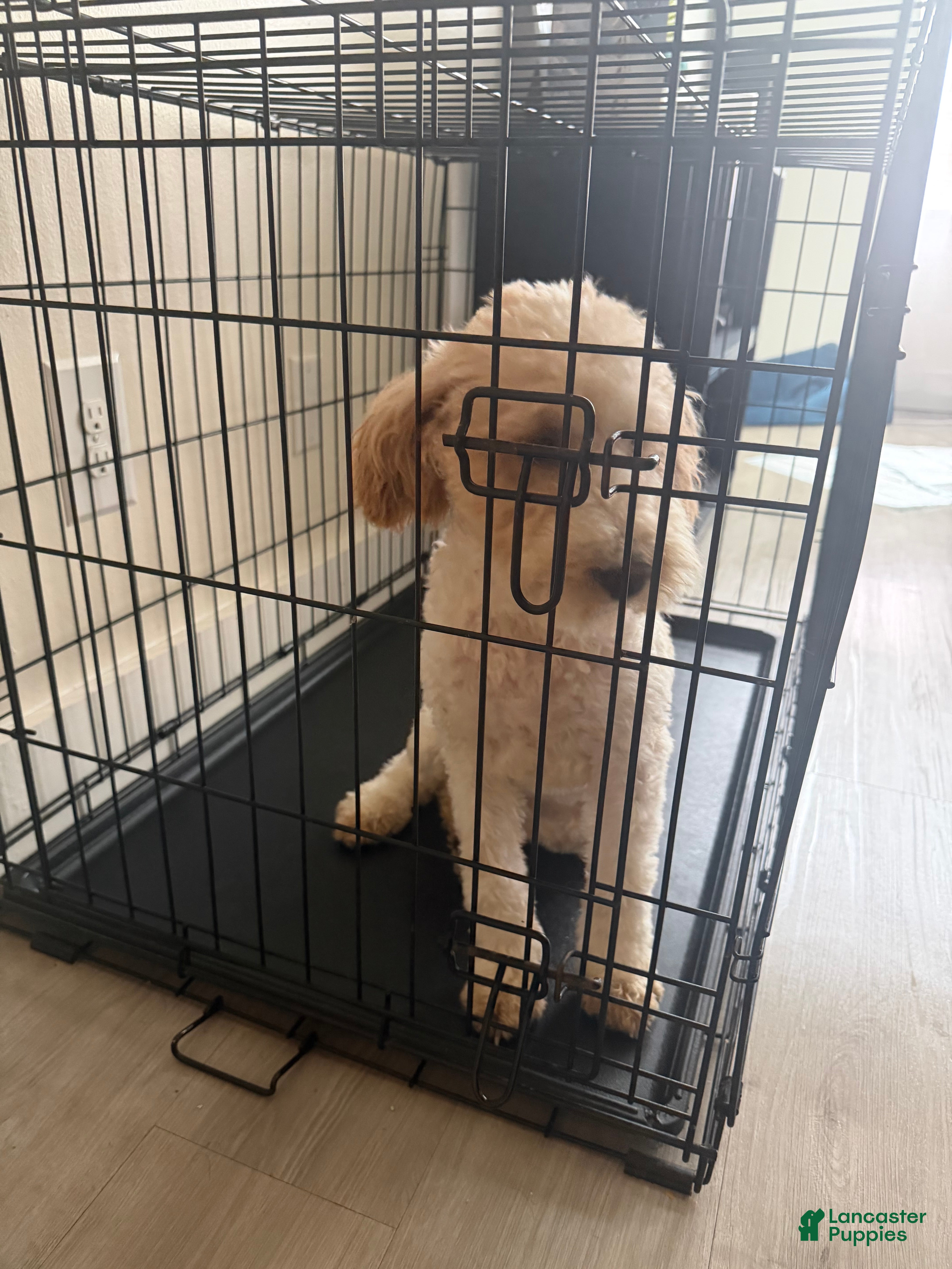 Mixed Breed dogs for sale: Mixed Breed 1 - Ad 27