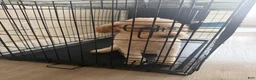 Mixed Breed dogs for sale: Mixed Breed 1 - Ad 1