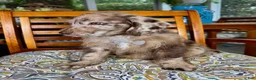 Labradoodle dogs for sale: Chip - Ad 5