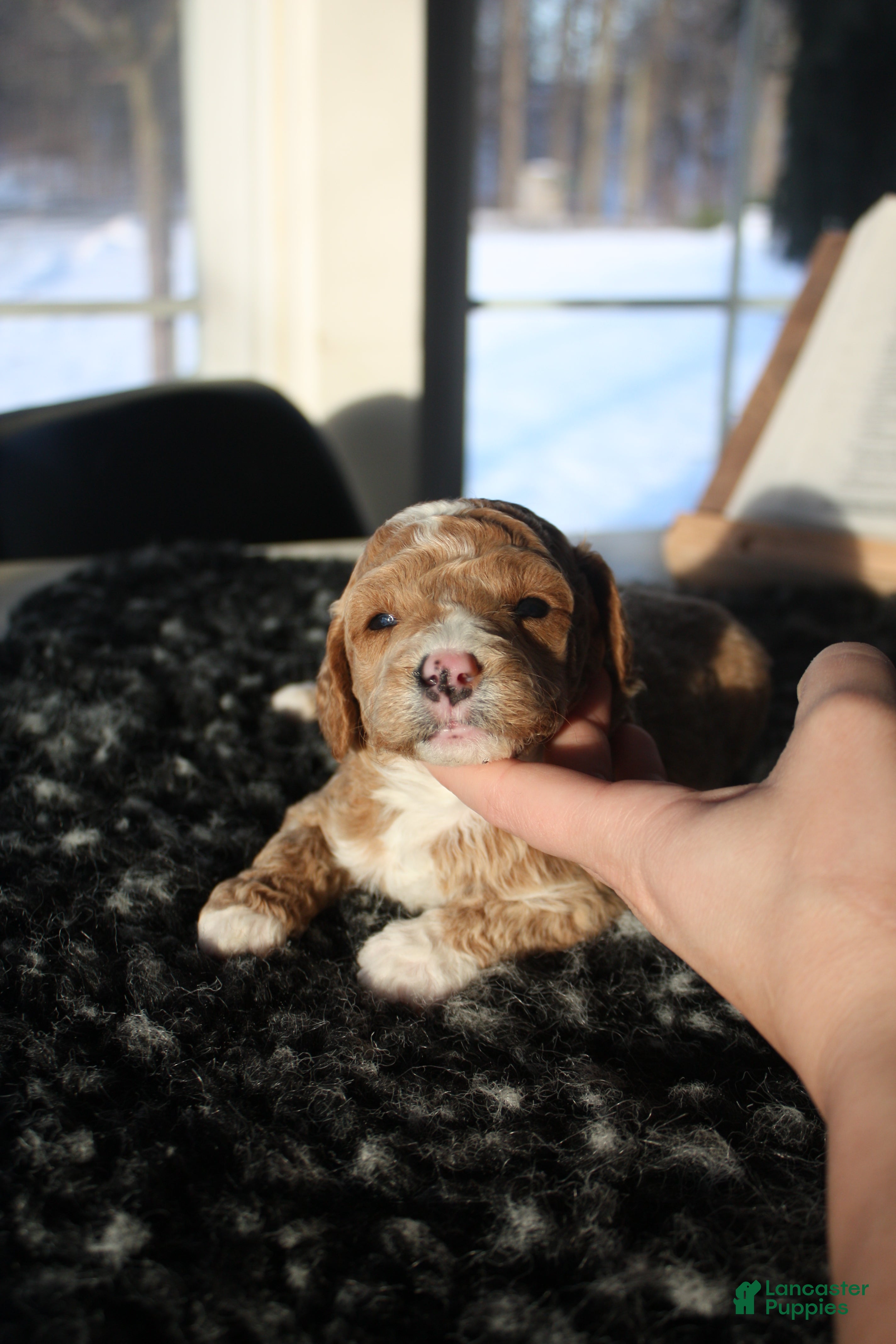 Mini Goldendoodle dogs Ophelia - Ad 23