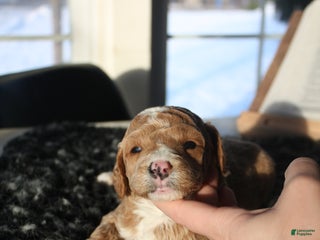 Mini Goldendoodle dogs Ophelia - Ad 23