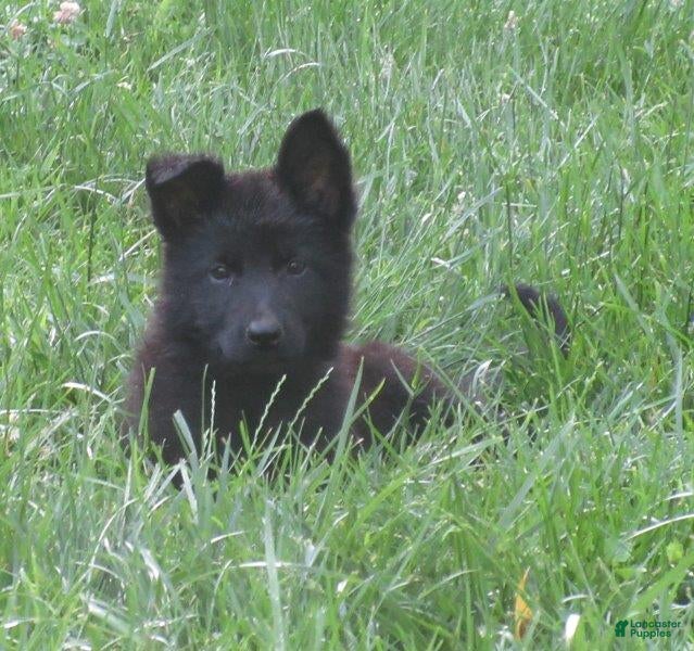 German Shepherd dogs Volvo - Ad 2
