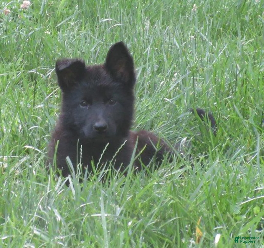 German Shepherd dogs for sale: Volvo - Ad 2