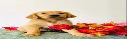 Golden Retriever dogs for sale: Duke - Ad 4