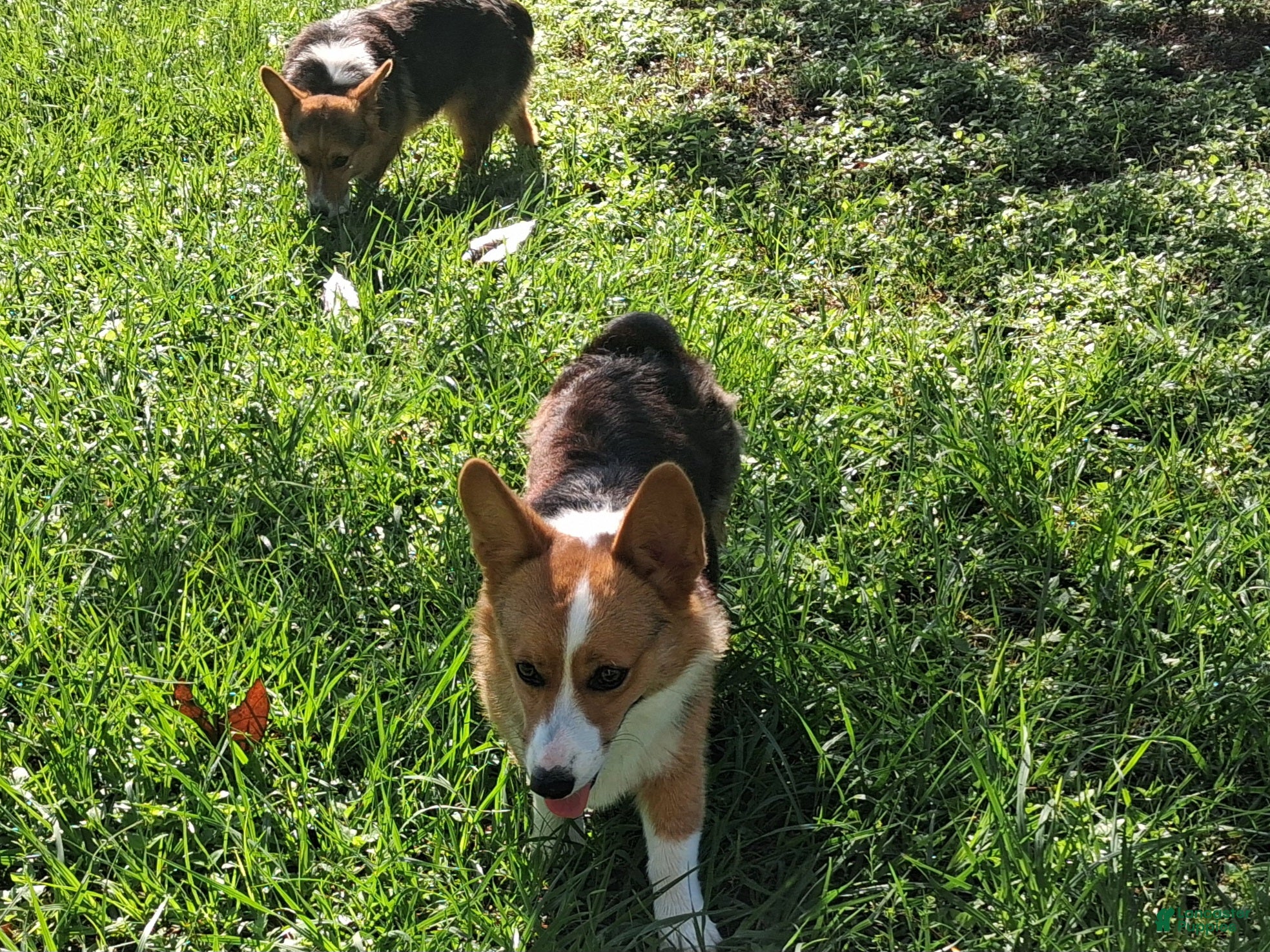 Welsh Corgi Pembroke dogs Welsh Corgi Pembroke Puppy 1 - Ad 3
