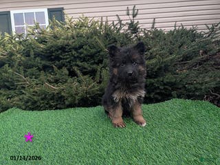 German Shepherd dogs Molly - Ad 30