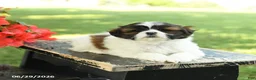 Shih Tzu dogs for sale: Lucy - Ad 3
