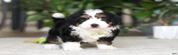 Mini Bernedoodle dogs for sale: Charlie - Ad 3