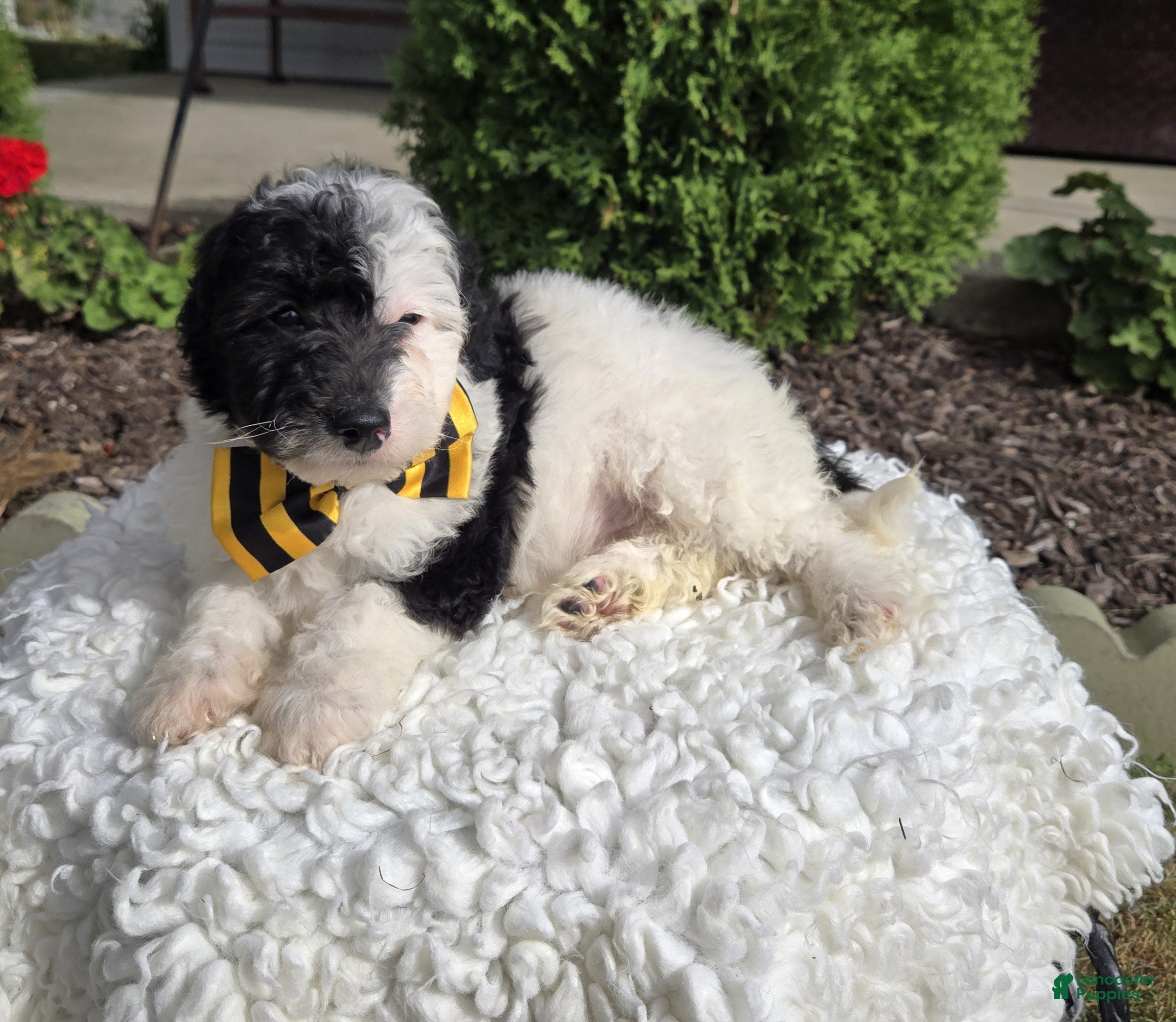 Mini Sheepadoodle dogs Jinx - Ad 1