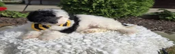 Mini Sheepadoodle dogs for sale: Jinx - Ad 1
