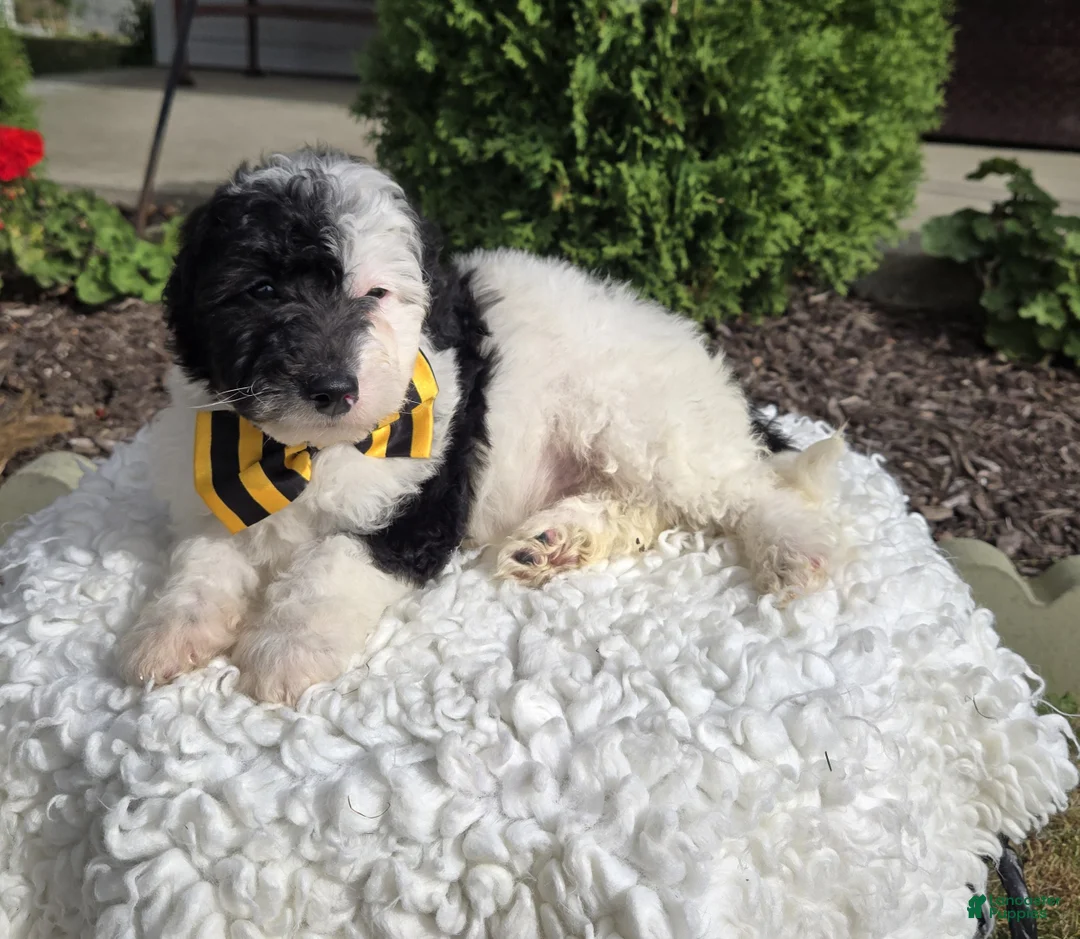 Mini Sheepadoodle dogs for sale: Jinx - Ad 1