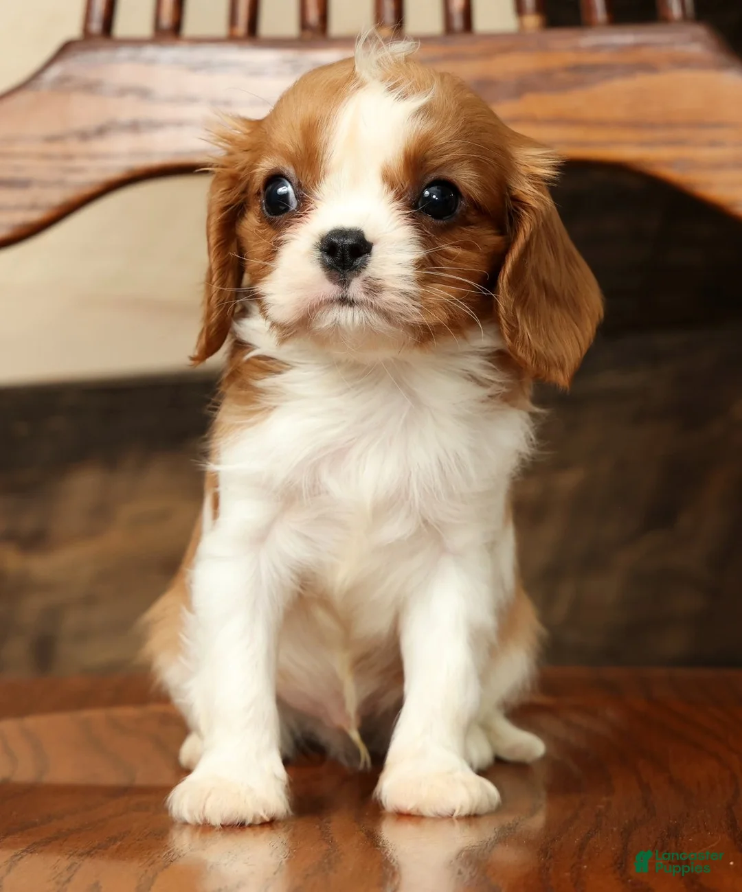 Cavalier King Charles Spaniel dogs for sale: Kenny - Ad 2