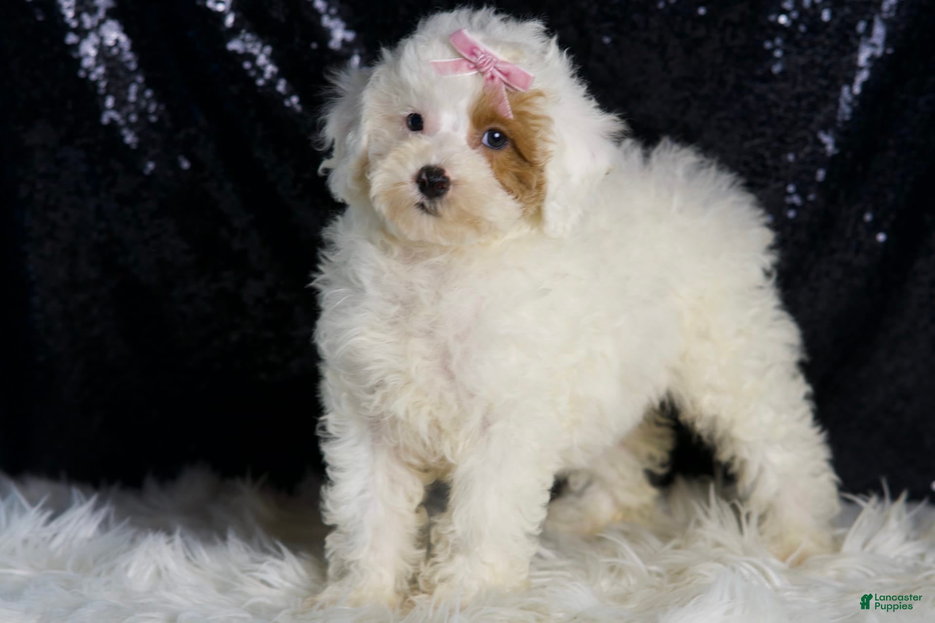 Toy Poodle dogs Gigi - Ad 1