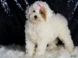 Toy Poodle dogs - Ad 18