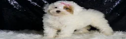Toy Poodle dogs for sale: Gigi - Ad 1
