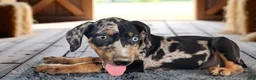 Catahoula Leopard Dog dogs for sale: Bug 2026 Female 1 - Ad 3