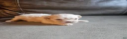 Mixed Breed dogs for sale: Buffy - Ad 4