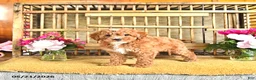 Cavapoo dogs for sale: Lester - Ad 2