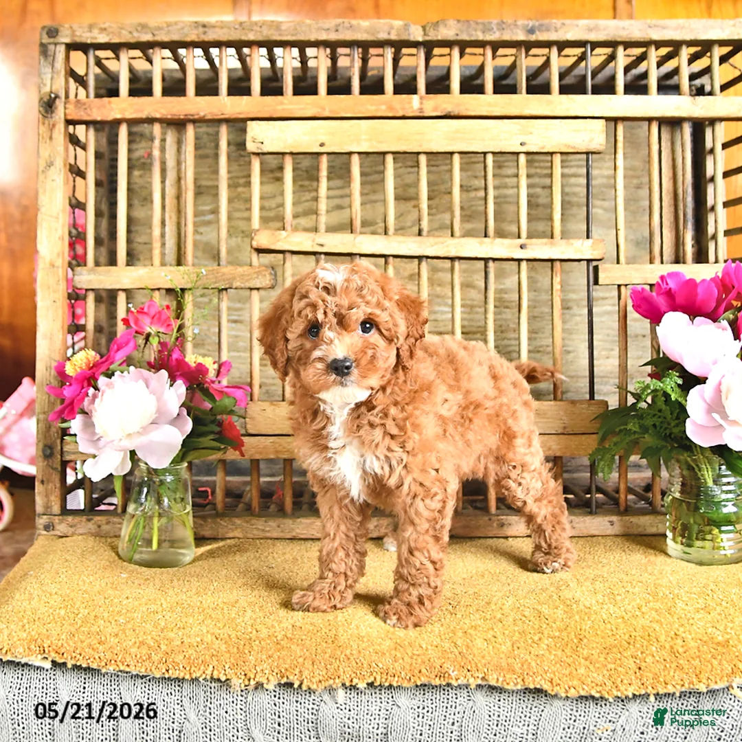 Cavapoo dogs for sale: Lester - Ad 2