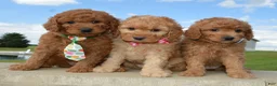 Mini Goldendoodle dogs for sale: Mini Ginger - Ad 17